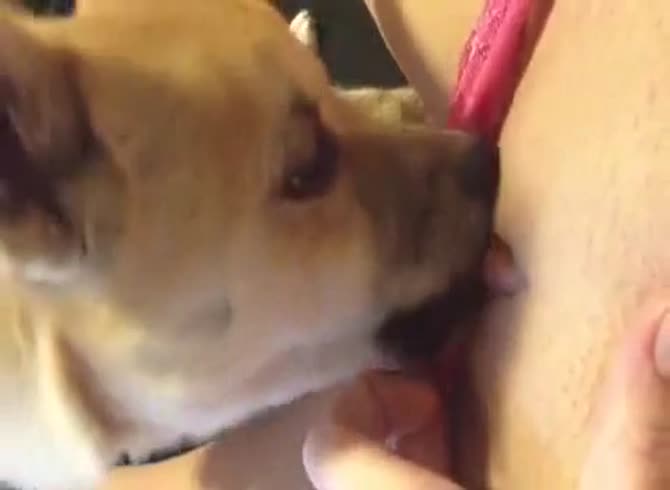 Video :Hot dog oral sex with girl's tight pussy and dog